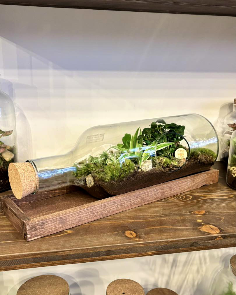 I Terrarium in bottiglia di M'ama Non M'ama L'Aquila