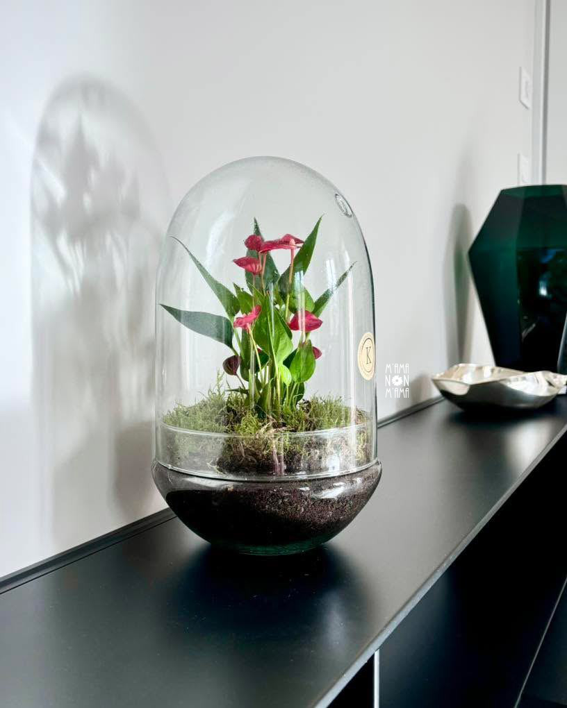 I Terrarium con Anthurium di M'Ama Non M'Ama a L'Aquila
