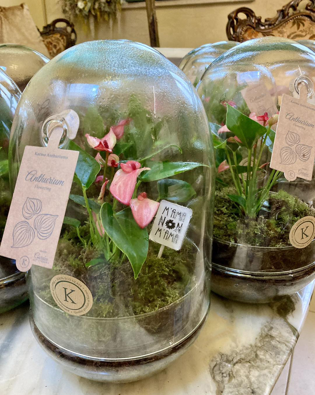 I Terrarium con Anthurium di M'ama Non M'ama L'Aquila