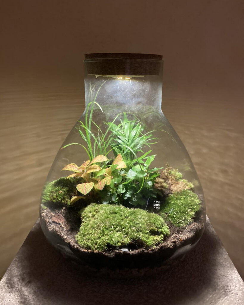 I Terrarium luminosi di M'ama Non M'ama L'Aquila