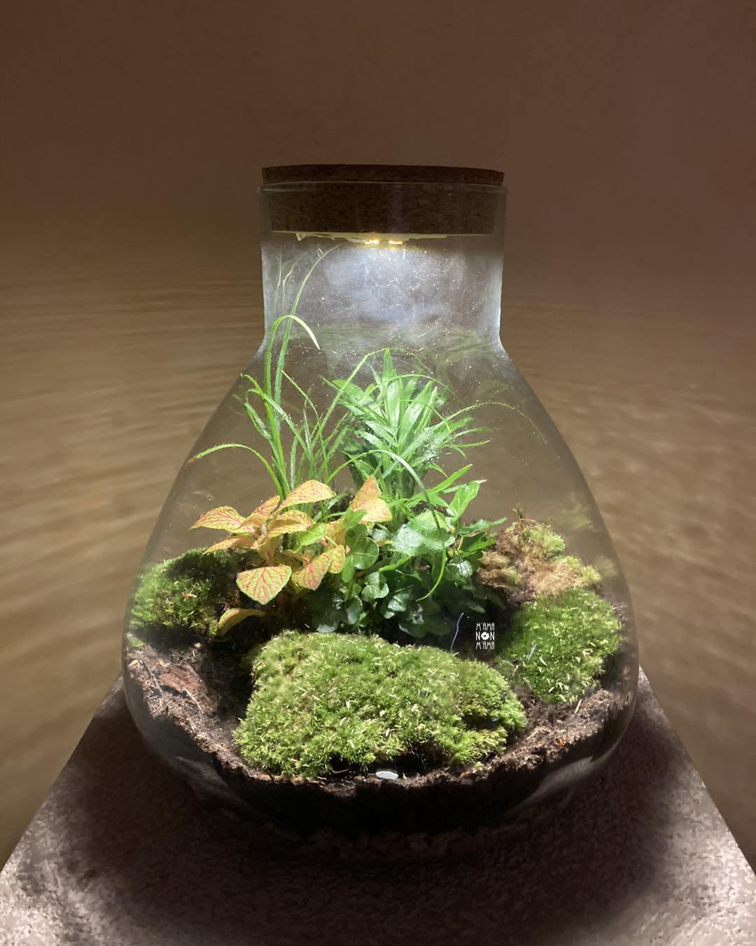 I Terrarium luminosi di M'ama Non M'ama L'Aquila