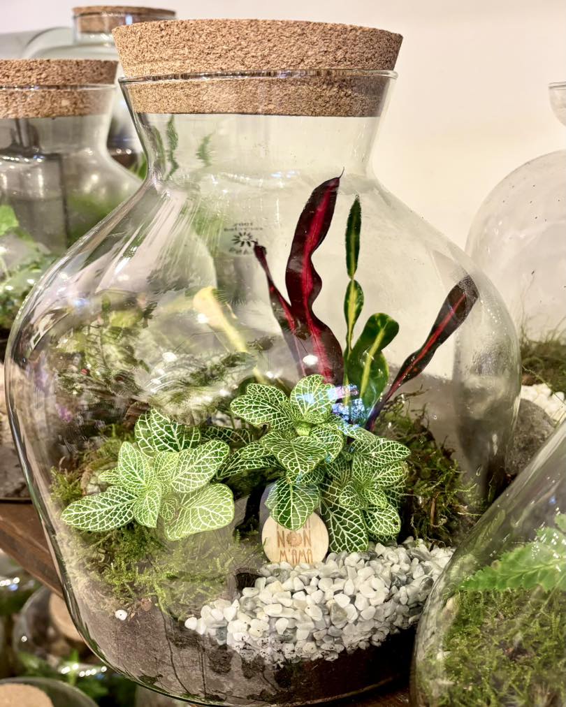 I terrarium di M'Ama Non M'Ama a L'Aquila