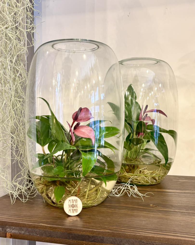 Anthurium in idroponica per la Festa della Mamma - M'ama Non M'ama L'Aquila