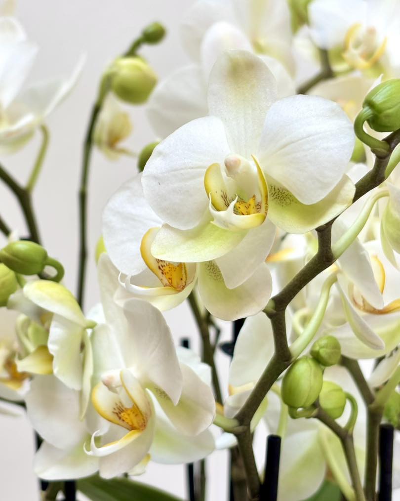 Orchidee per la Festa della Mamma - M'ama Non M'ama L'Aquila