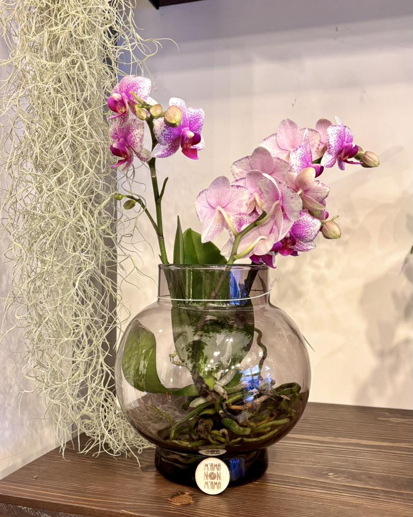 Orchidee in idroponica per la Festa della Mamma - M'ama Non M'ama L'Aquila
