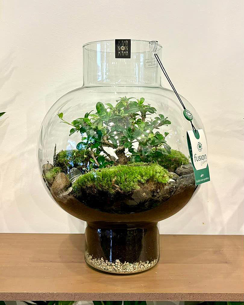 I Terrarium di M'Ama Non M'Ama