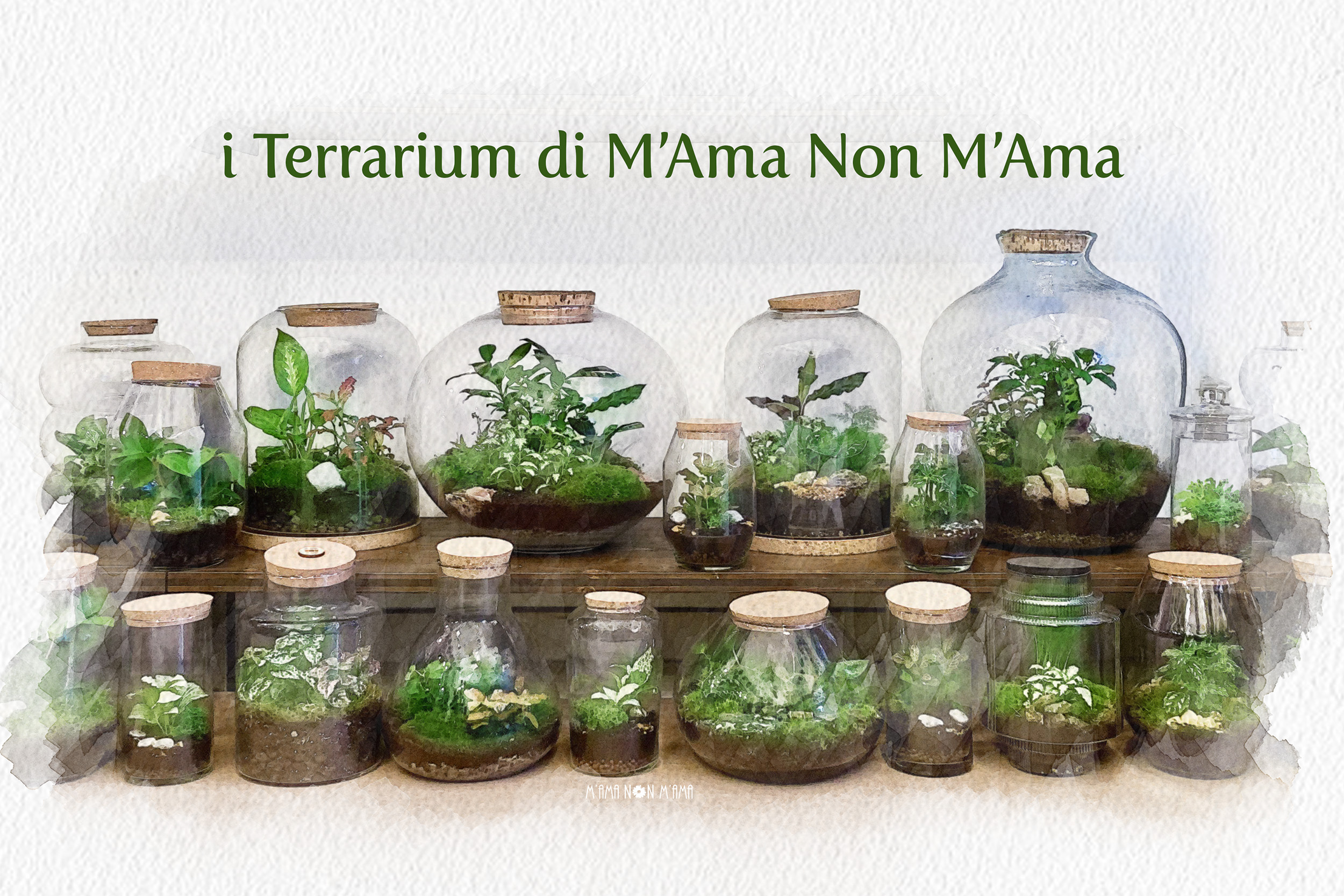 I Terrarium di M'Ama Non M'Ama