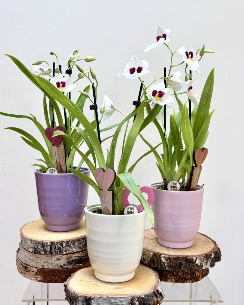 Le orchidee Miltonia di M'Ama Non m'Ama a L'Aquila